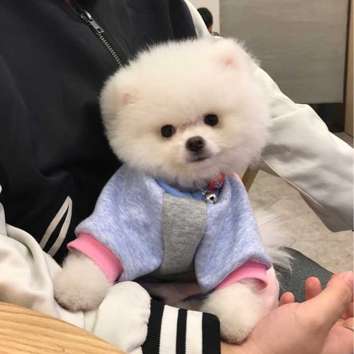 我家博美犬为什么泪痕总是很重兽医告诉你如何去泪痕