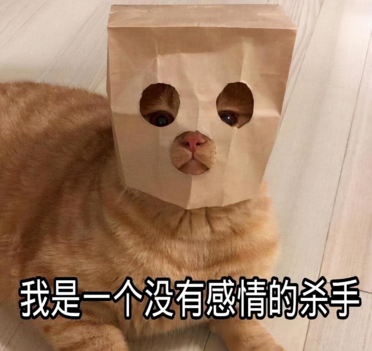 这些猫咪对主人很“忠心”，你对它好，它余生只跟着你！