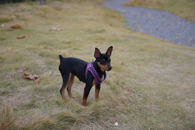 难怪小鹿犬越来越火，不少网友表示，养了就不想换狗了