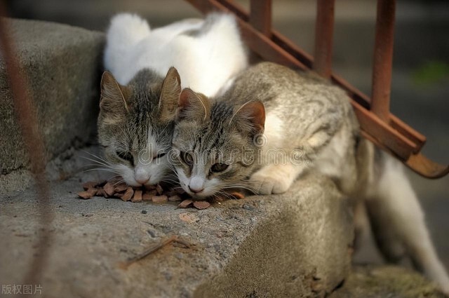 你知道流浪猫的报恩行为有哪些吗