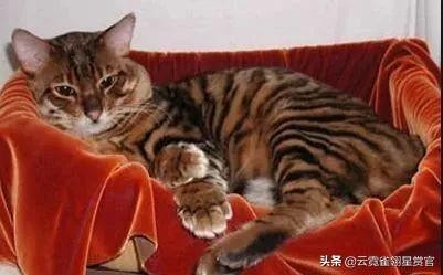 八种最昂贵的猫咪布偶猫都不算什么它们才是行走的人民币