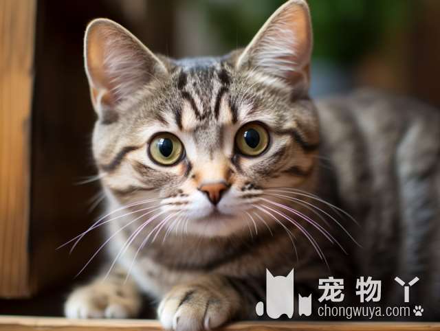 你知道猫科医院内窥镜中心为你的猫咪提供了哪些服务吗？